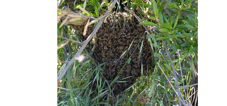 remove bees from trees