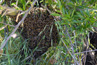 Bees in a tree