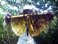 Removing honey combs